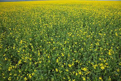 滑板游戏《Session》将于9月22日正式发售 离开抢先体验