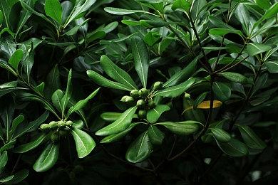 经典格斗系列有望重启？伊津野英昭表达制作《卡普空对SNK 3》强烈意愿